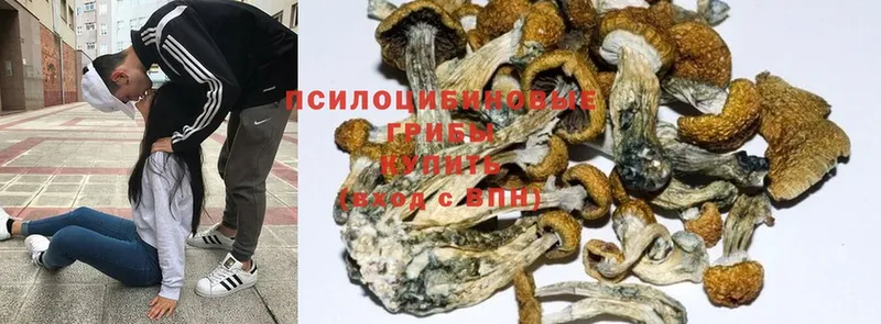 Псилоцибиновые грибы Psilocybine cubensis  дарнет шоп  Жиздра 